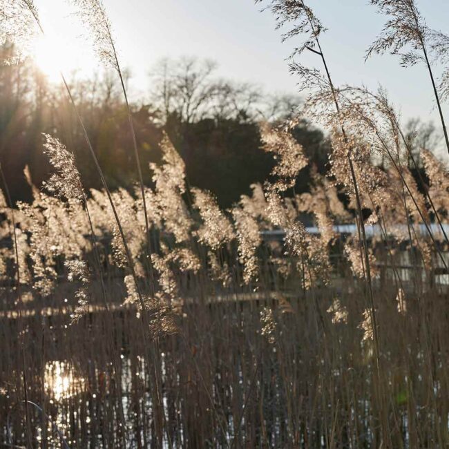 Stimmungsbild von Schilfgras am See